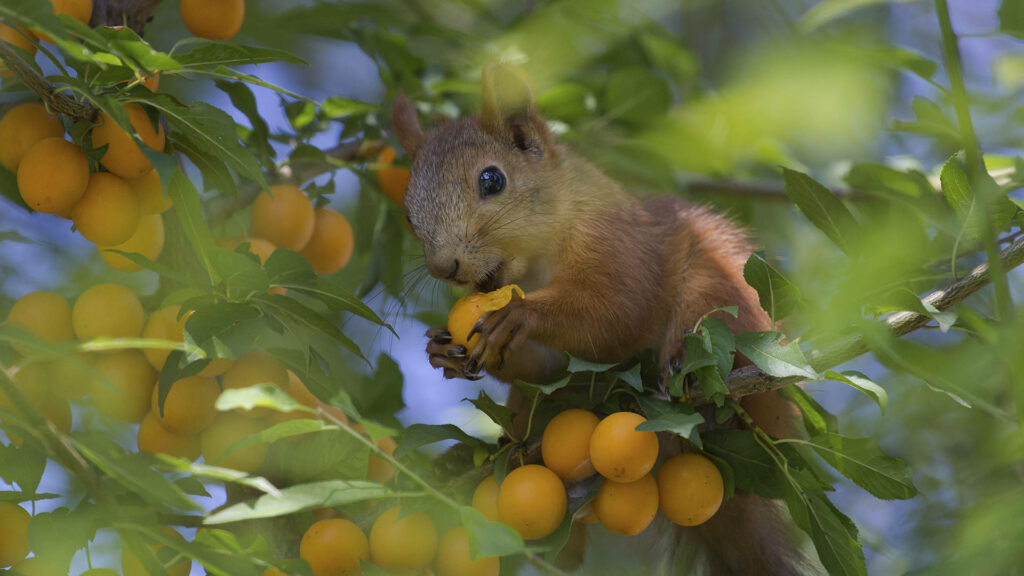 Charming Squirrel on Loquat Tree Wallpaper - Vibrant Nature Scene