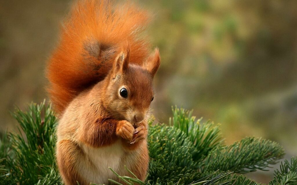 Charming Squirrel Wallpaper: Lush Spruce Branch Delight