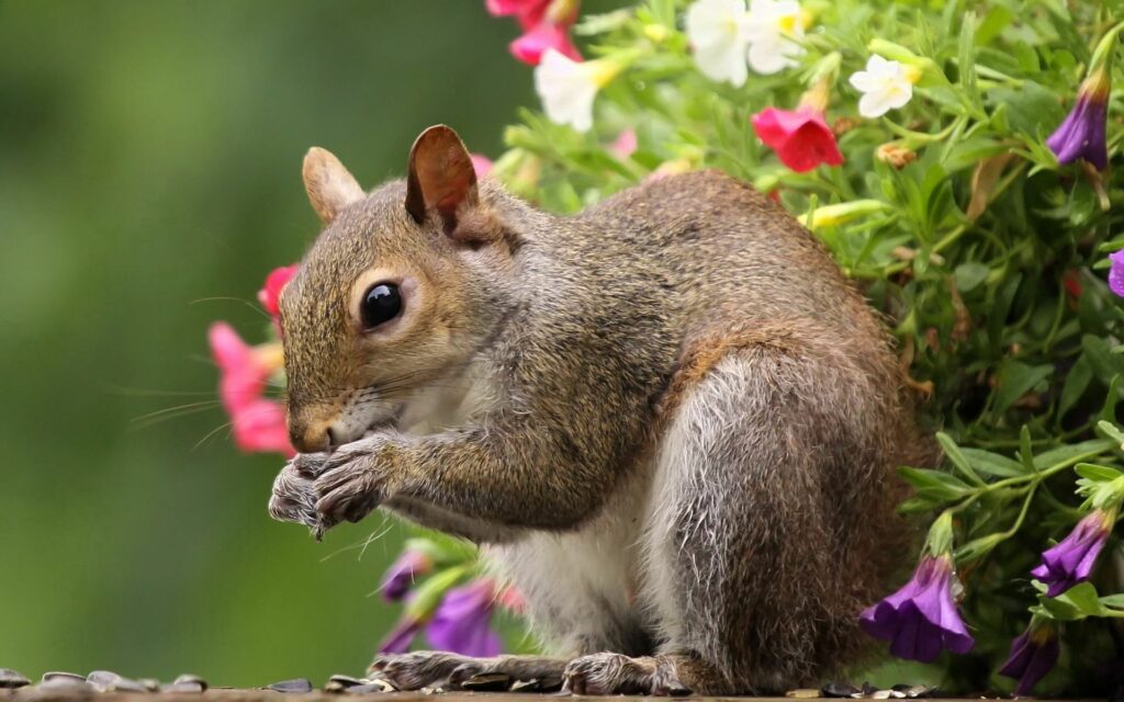 Charming Squirrel Wallpaper Amidst Vibrant Flowers & Greenery