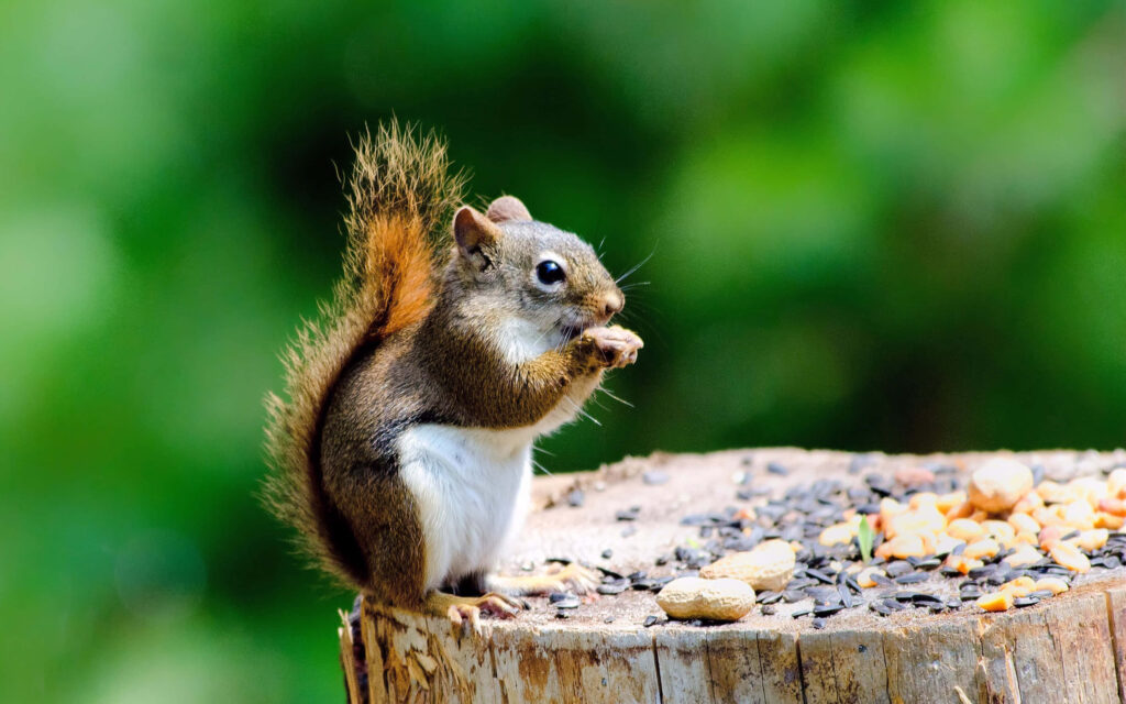 Charming Squirrel Wallpaper: Nature’s Beauty on Tree Stump