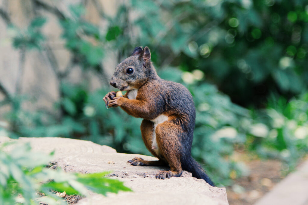 Charming Squirrel Wallpaper in Lush Green Wildlife Setting