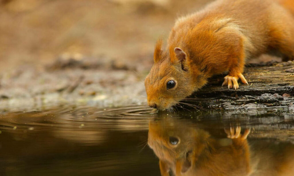 Charming Squirrel by Tranquil Pond: Peaceful Nature Wallpaper