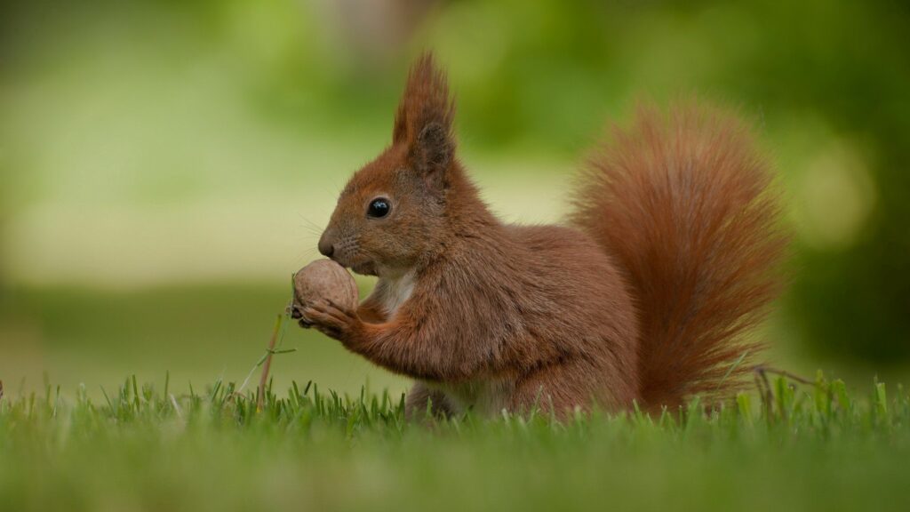 Charming Squirrel in Lush Grass: Serene Nature Wallpaper