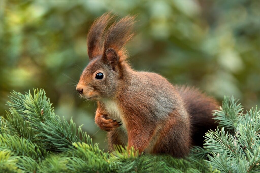Charming Squirrel on Spruce Branches - Serene Nature Wallpaper