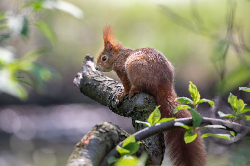 Charming Squirrel on Tree Branch - Serene Woodland Wallpaper