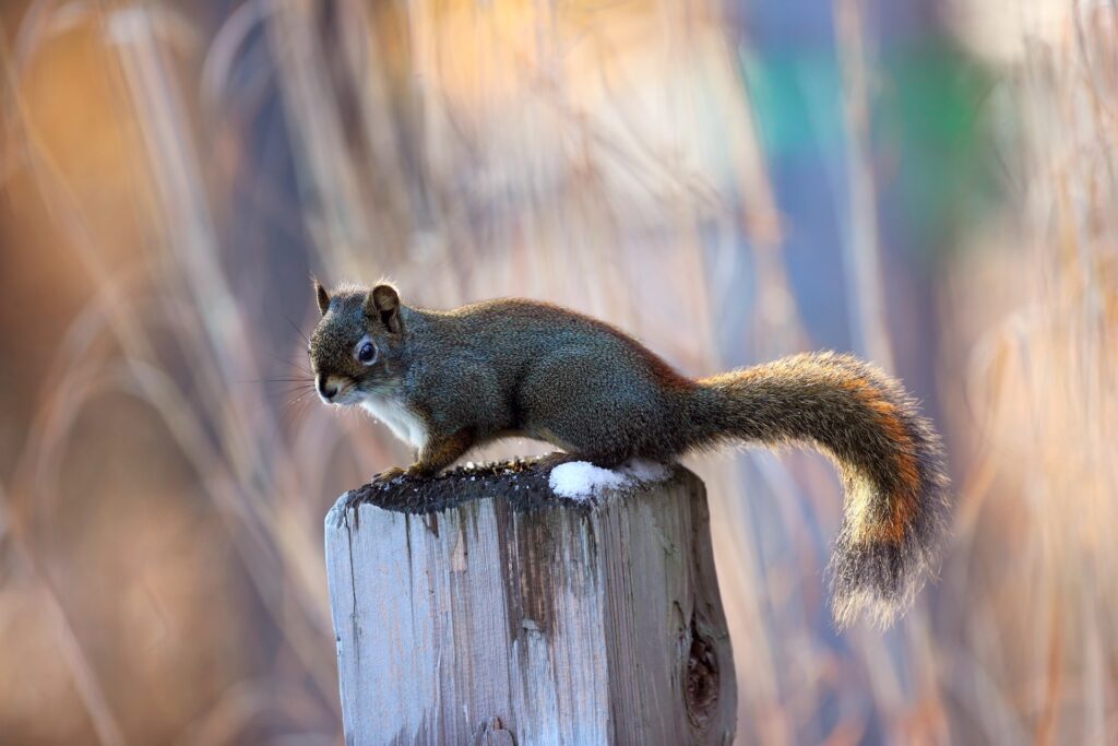 Squirrel on Wooden Post: Nature-Inspired Wallpaper Background