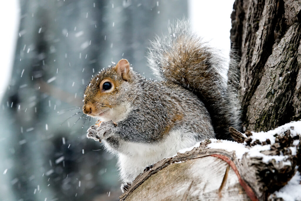 Charming Squirrel in Snow - Serene Wildlife Wallpaper 5472x3648