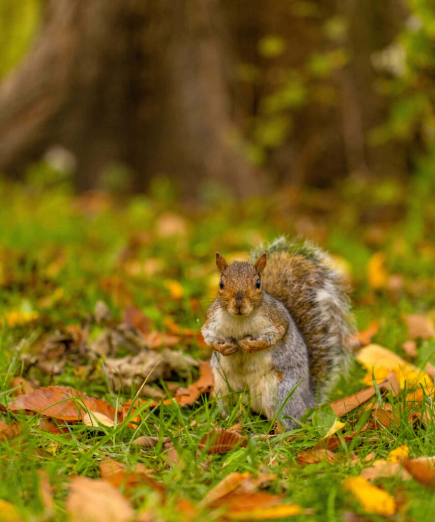 Charming Squirrel in Vibrant Autumn Forest - Nature Wallpaper