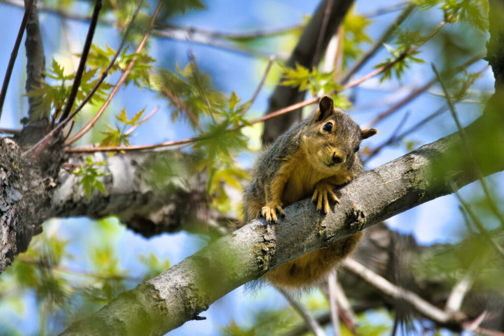 Charming Squirrel on Branch: Serene Nature Wallpaper Background