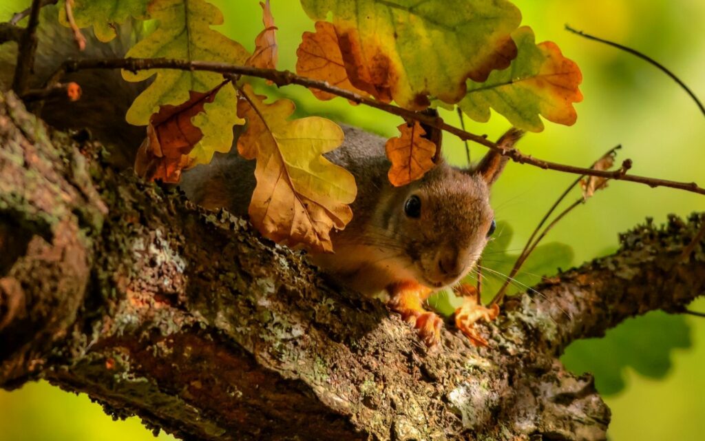 Charming Squirrel on Oak Branch Amidst Autumn Leaves - 1920x1200 Wallpaper