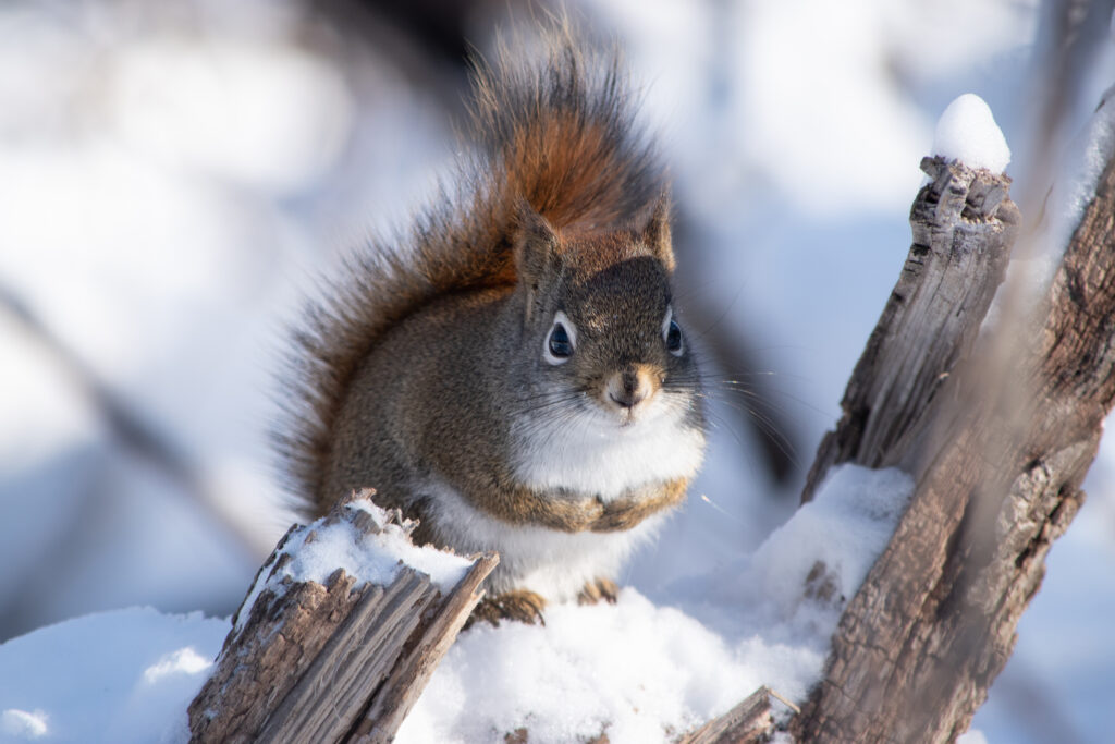 Charming Squirrel on Snowy Log - High-Res Winter Wildlife Wallpaper