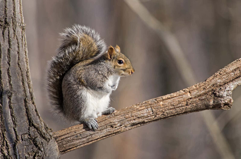 Charming Squirrel on Tree Branch: Serene Nature Wallpaper Background