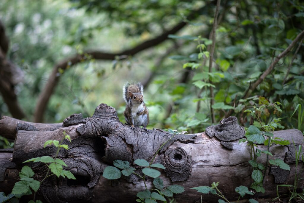 Curious Squirrel on Fallen Tree in Lush Forest Foliage Wallpaper
