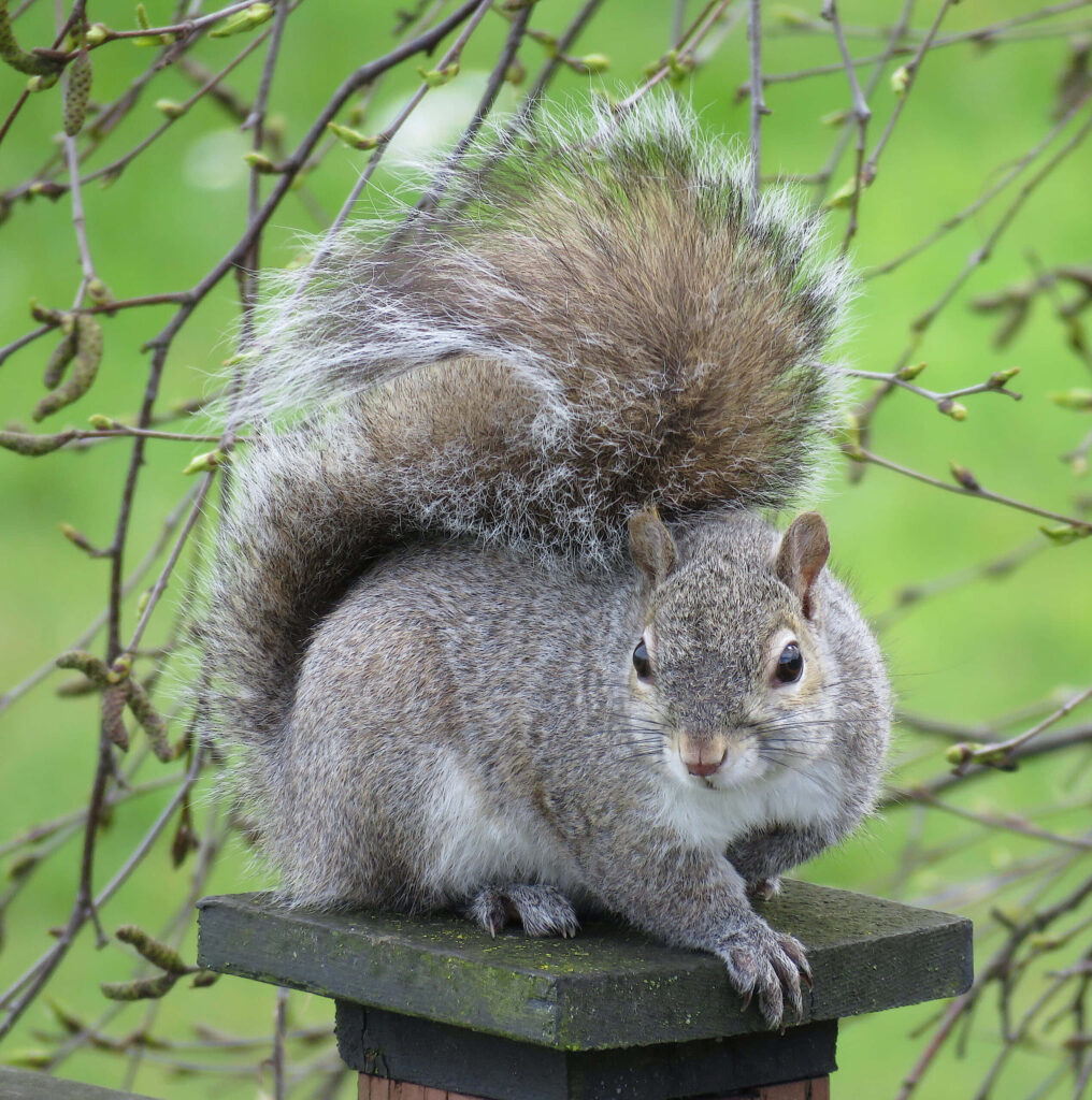 Charming Squirrel on Post: Fluffy Tail & Nature Wallpaper Background