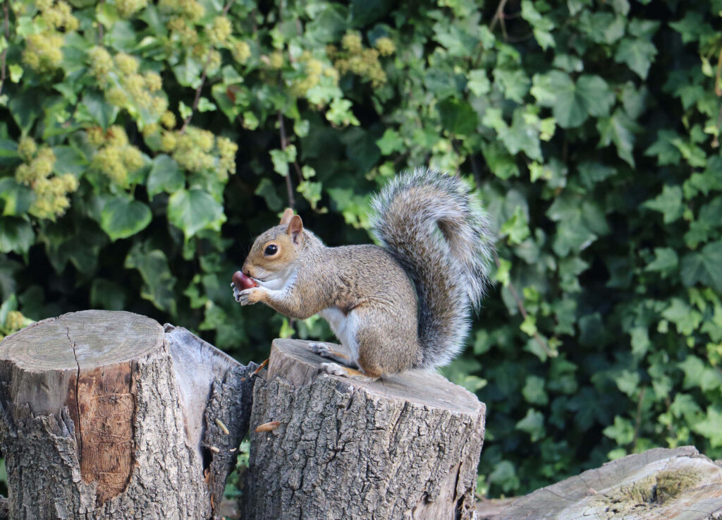 Lively Squirrel with Acorn on Tree Stump - Nature Wallpaper Background