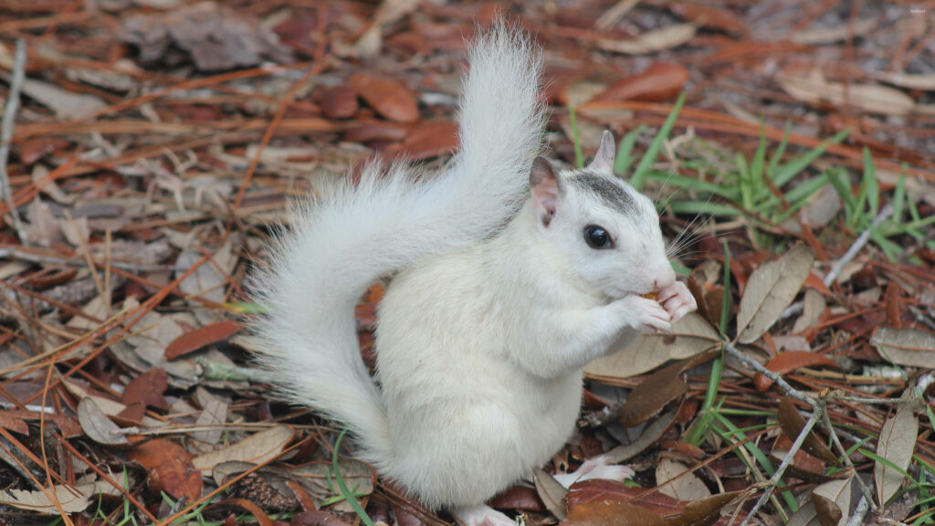 Charming Squirrel with Fluffy Tail Amidst Colorful Leaves - Wallpaper