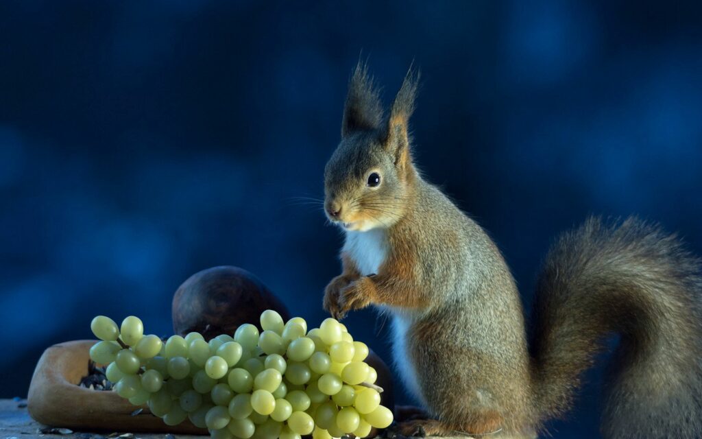 Charming Squirrel with Grapes: Nature-Inspired Wallpaper Background