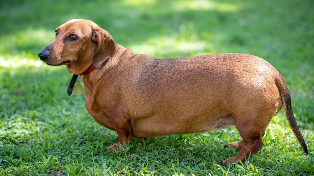 Adorable stout dachshund with red collar standing relaxed in lush green outdoor setting wallpaper