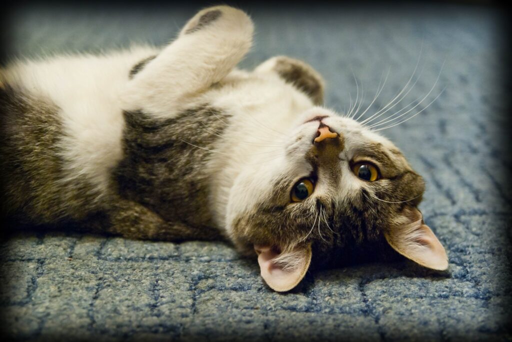 Playful Striped Cat Wallpaper: Relaxed & Charming Background
