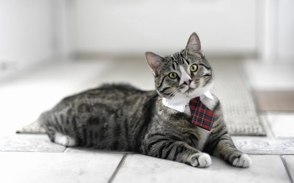 Charming Striped Cat Lounging with Plaid Tie: Stylish Cutie Wallpaper