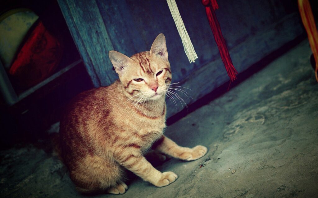 Charming Striped Cat on Concrete: Rustic Urban Wallpaper Background