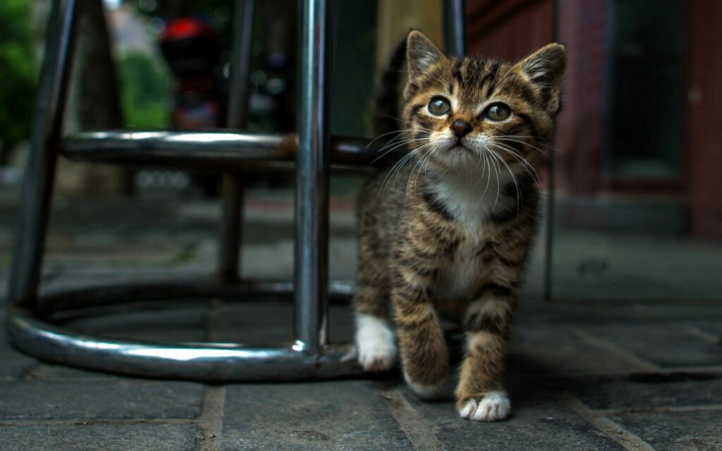 Curious Striped Kitten Wallpaper: Urban Charm with Soft Focus