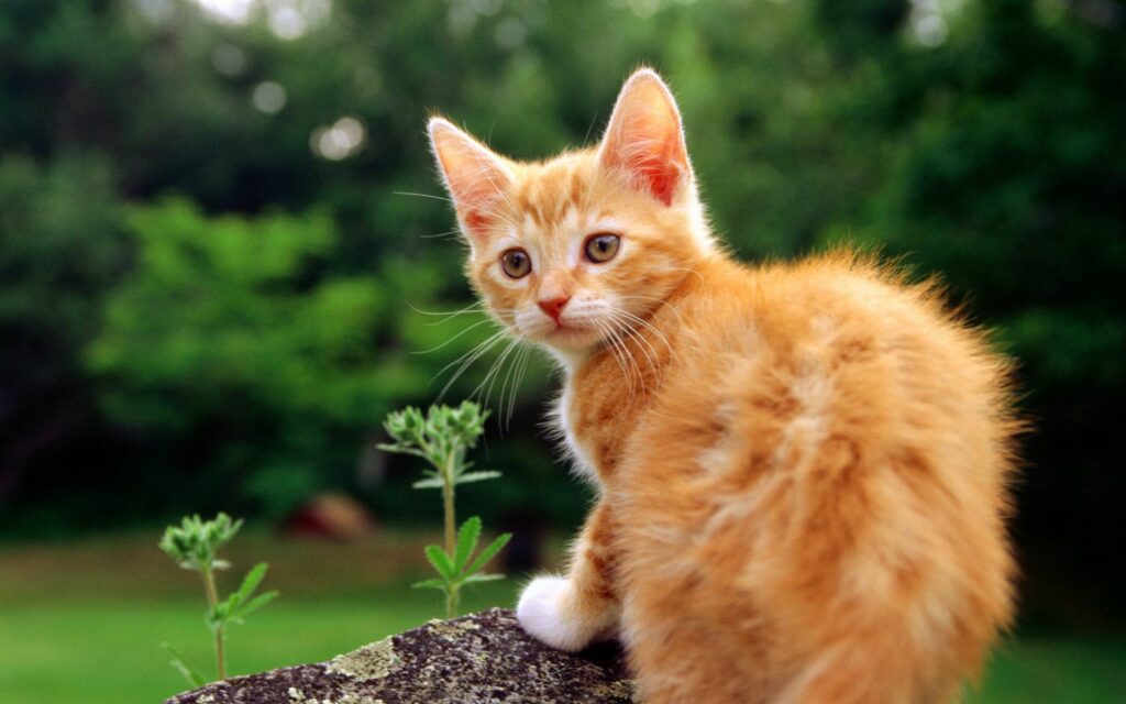 Charming Striped Kitten on Rock in Lush Green Grass - Nature Background Wallpaper