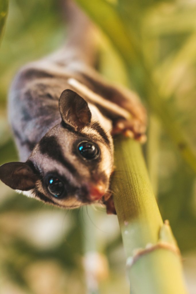 Close-up of a sugar glider clinging to green stem with soft fur and bokeh background wallpaper