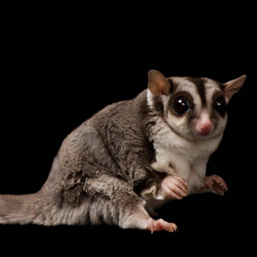 High-definition sugar glider with large eyes and soft grey fur on black background wallpaper