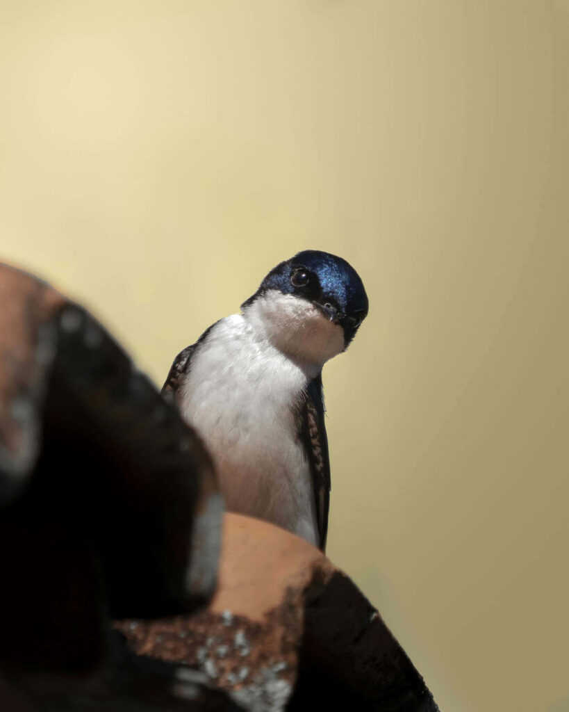 Charming Swallow Bird on Rustic Surface - Serene Background Wallpaper