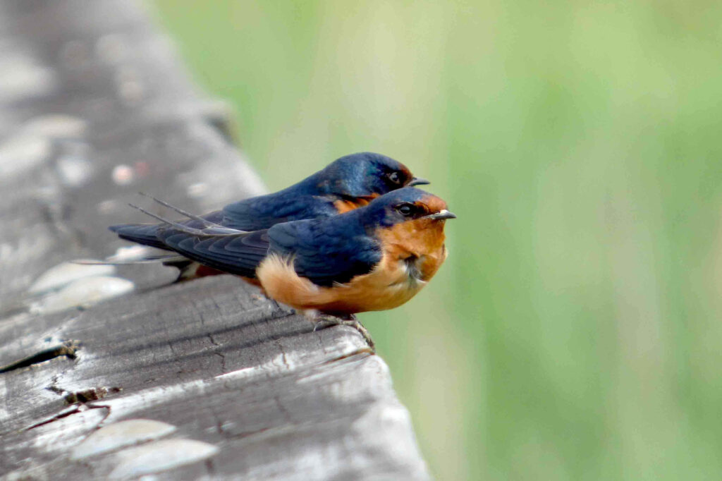 Charming Swallows on Rustic Beam - Nature's Beauty Wallpaper