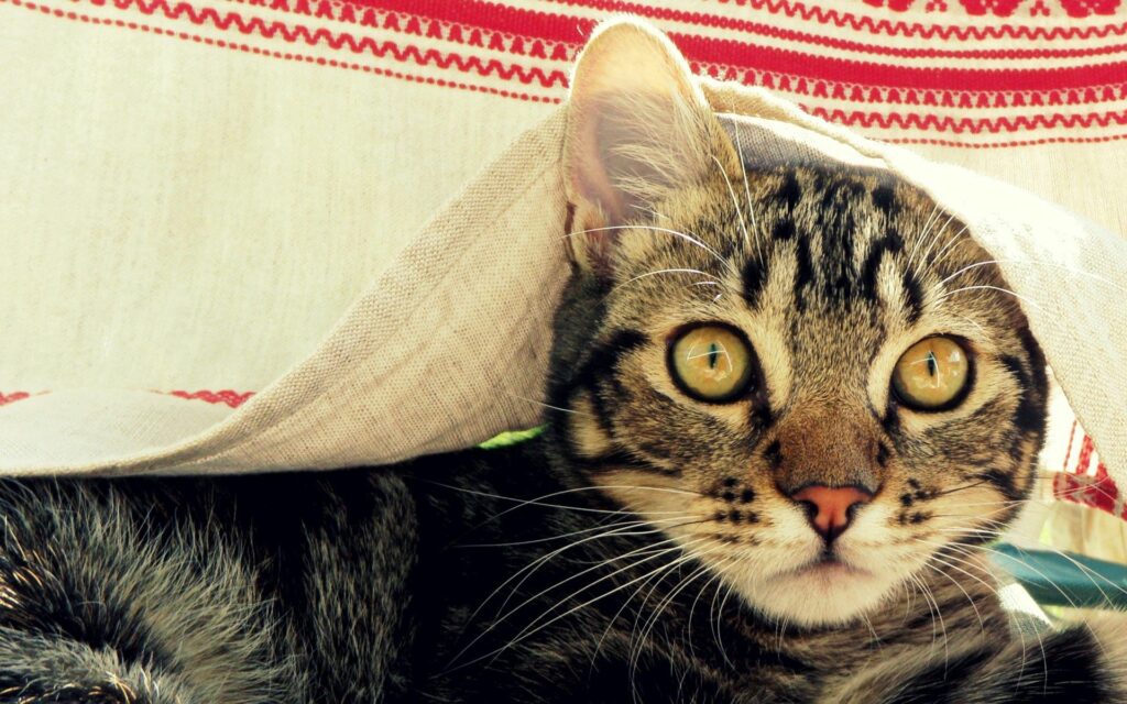 Charming Tabby Cat Peeks from Cozy Coverlet in Inviting Scene Wallpaper