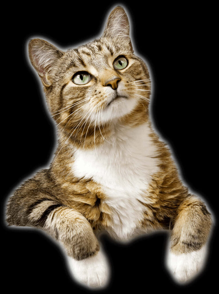 Charming Tabby Cat Wallpaper: Curious Eyes on Black Background