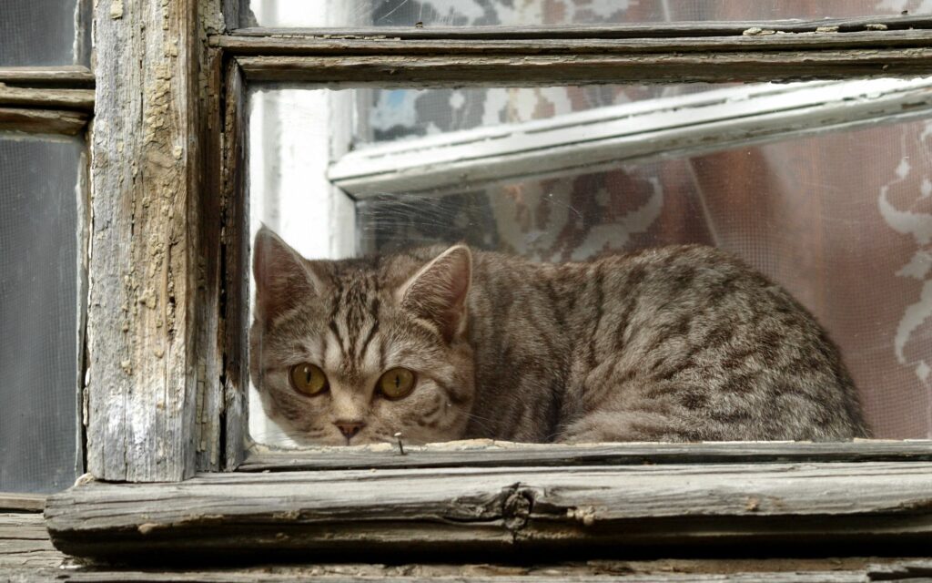 Cute Tabby Cat Behind Vintage Window Frame - Cozy Wallpaper Background