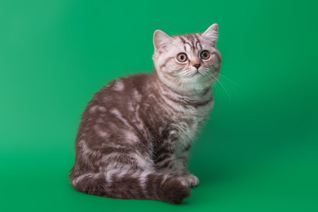Charming Tabby Cat on Vibrant Green Background - Cute Wallpaper