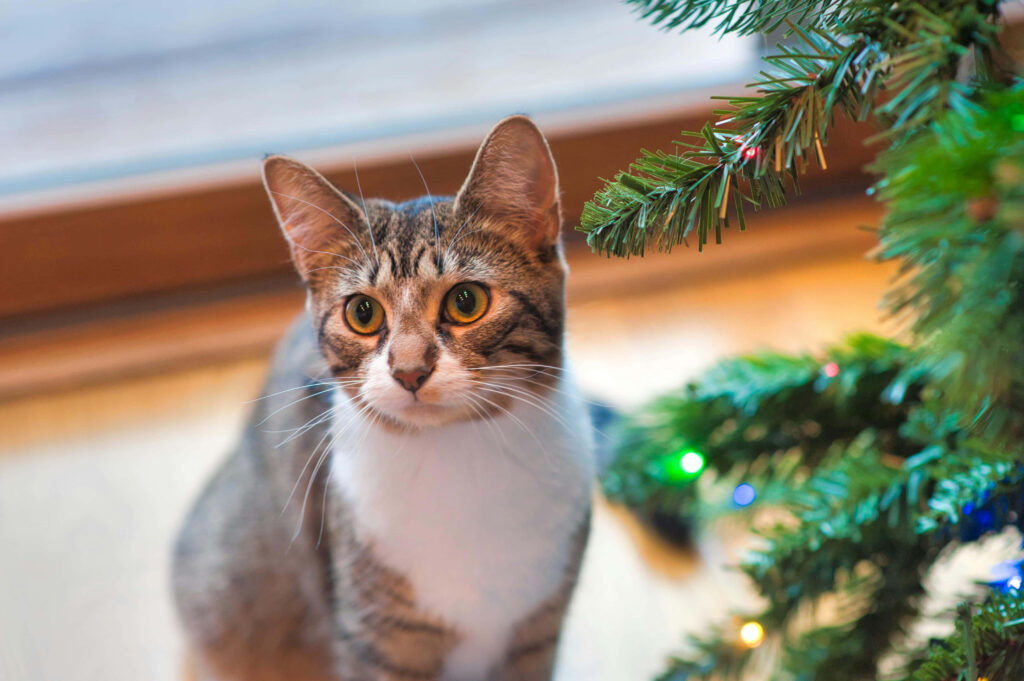 Charming Tabby Cat by Colorful Christmas Tree | Festive Holiday Scene Wallpaper