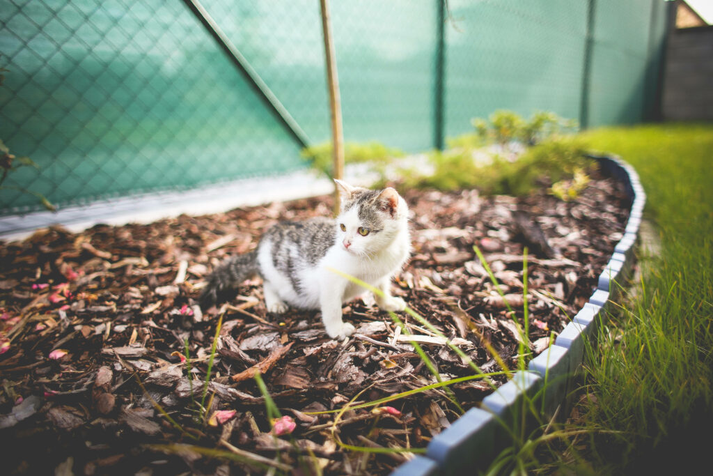 Charming Tabby Kitten Exploring a Lush Garden - Cute Wallpaper Background