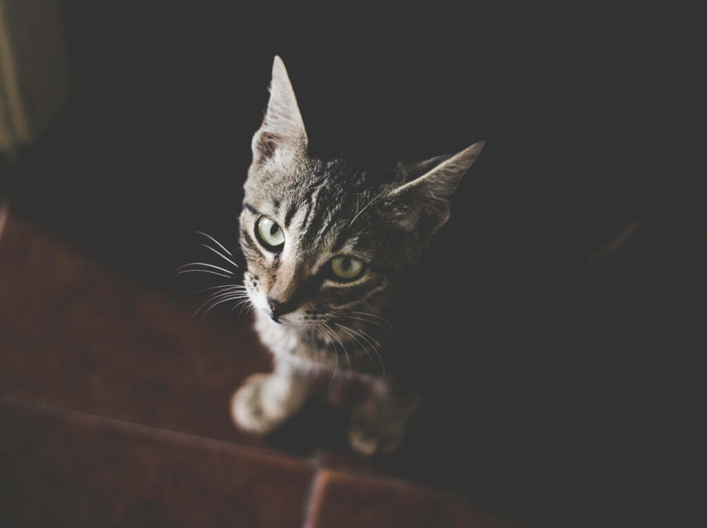 Charming Tabby Kitten Wallpaper: Adorable, Mysterious Shadows