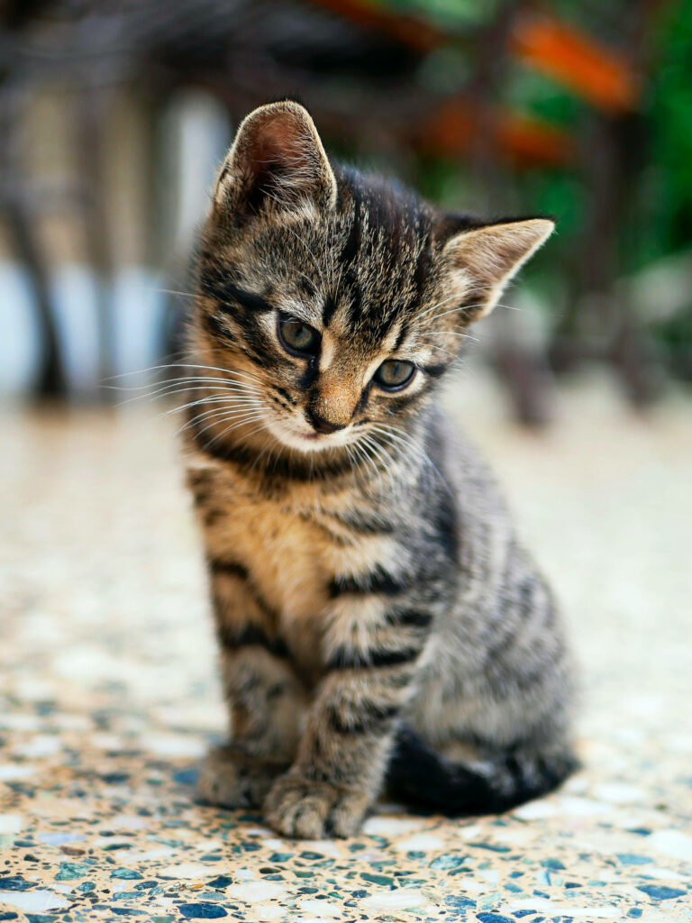 Innocent Tabby Kitten Wallpaper: Heartwarming Charm on Patterned Floor