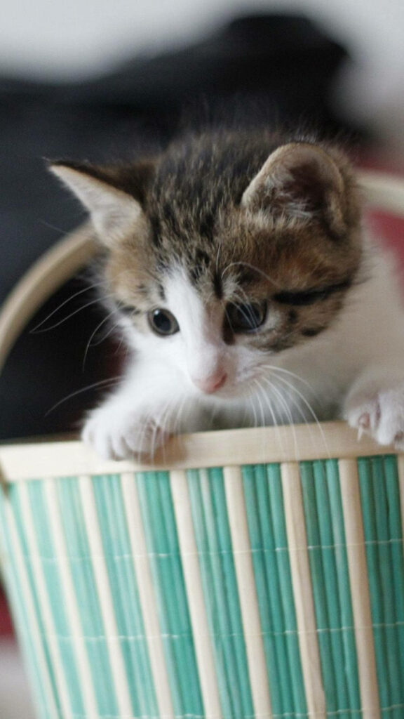Adorable Tabby Kitten Peeking from Green Basket - Cozy Cat Wallpaper