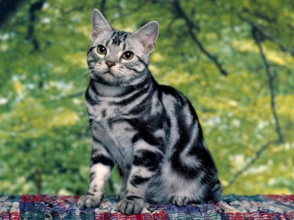 Charming Tabby Kitten on Colorful Rug in Serene Green Background Wallpaper
