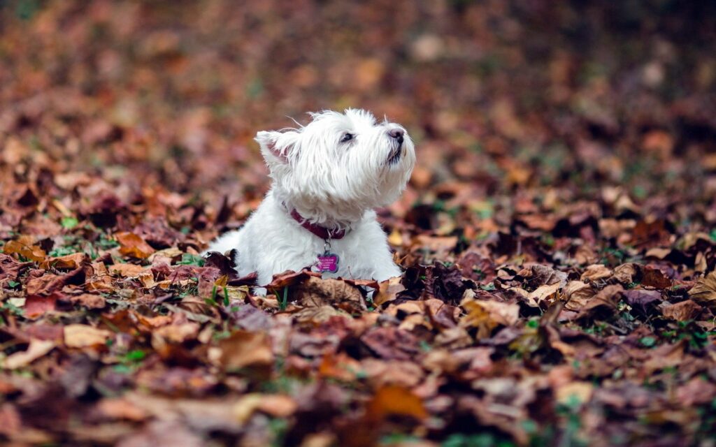 Charming Terrier Among Autumn Leaves - Serene Fall Wallpaper