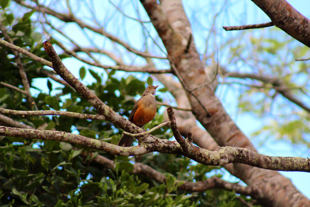 Charming Thrush Bird on Branch Amid Lush Green Leaves & Blue Sky Wallpaper
