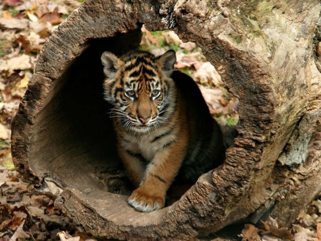 Adorable Tiger Cub Exploring Rustic Log in Autumn Leaves - Wallpaper