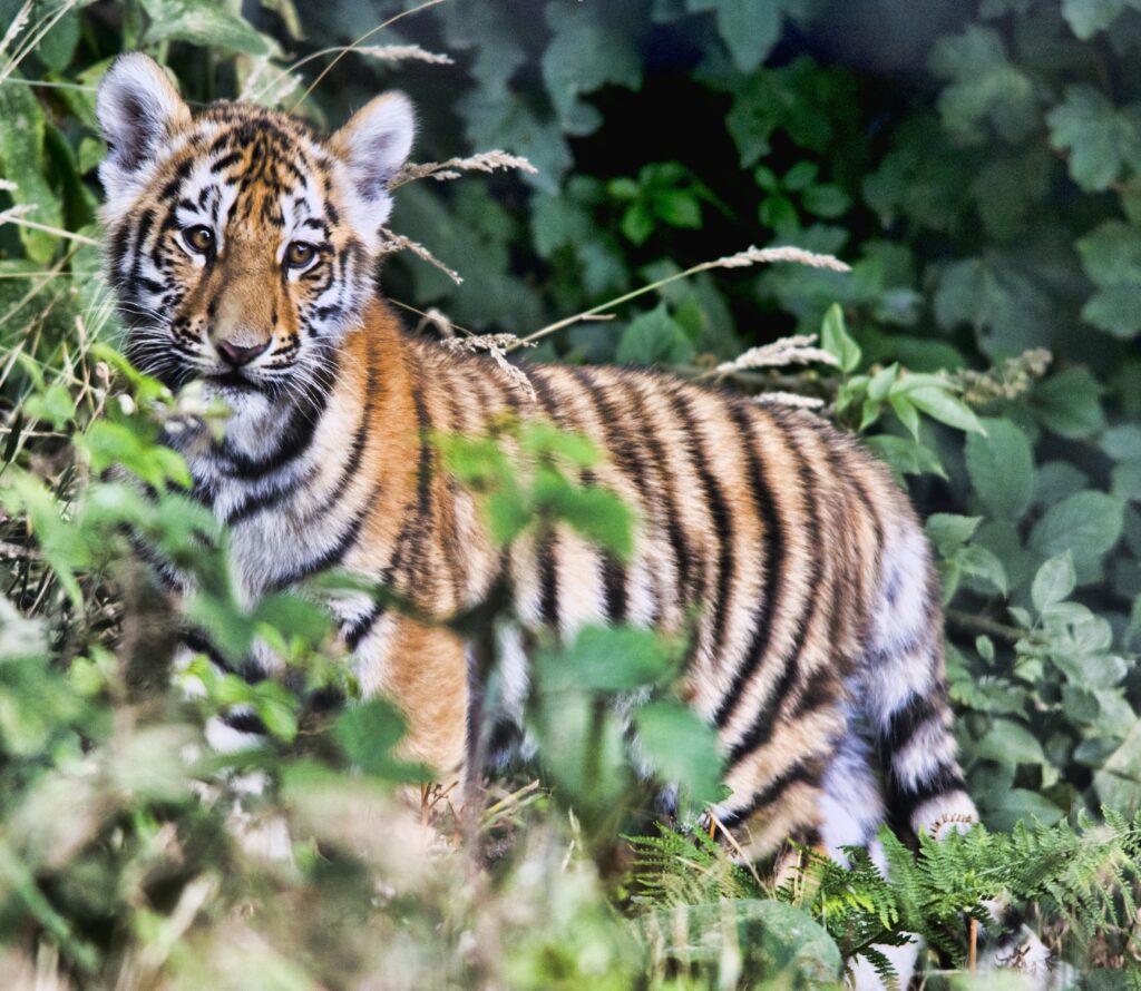 Young Tiger Cub Wallpaper Amidst Lush Greenery and Striking Stripes