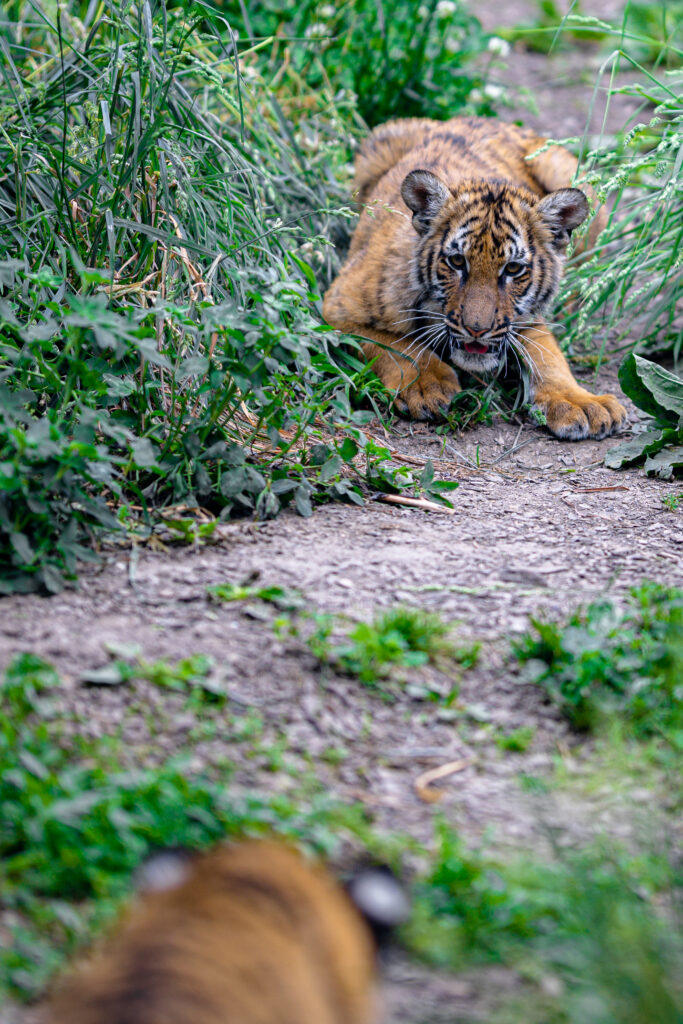 Playful Tiger Cub Amidst Lush Greenery - High-Resolution Wallpaper