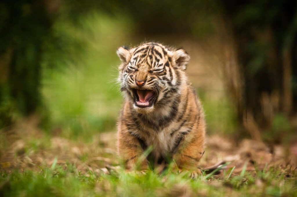 Charming Tiger Cub Yawning in Lush Greenery - Wildlife Wallpaper