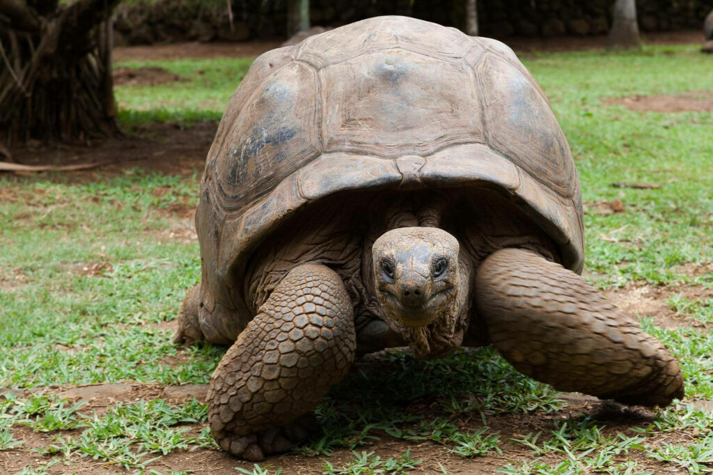 Charming Tortoise Wallpaper: Serene Grassy Background Scene