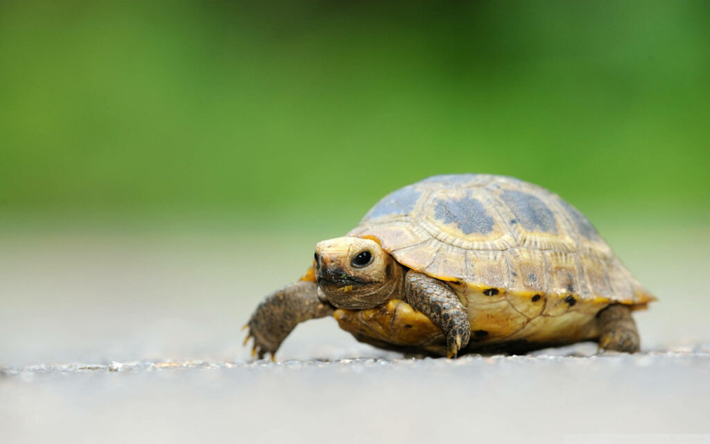 Charming Tortoise Wallpaper: Serene Nature & Lush Green Background