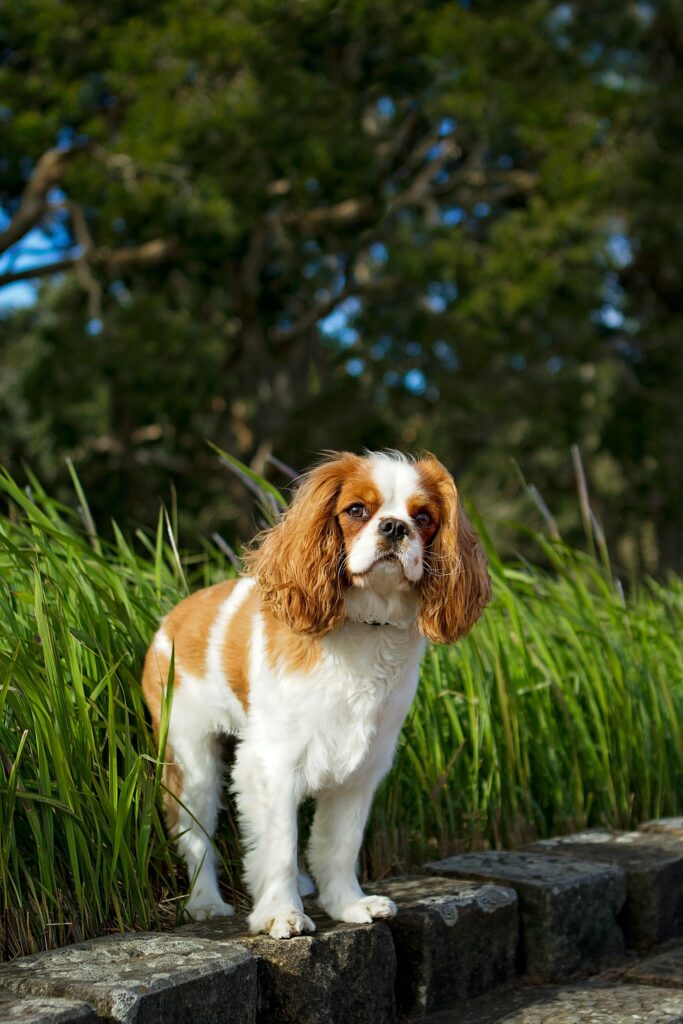 Charming Fluffy Spaniel Dog Wallpaper - Serene Outdoor Background